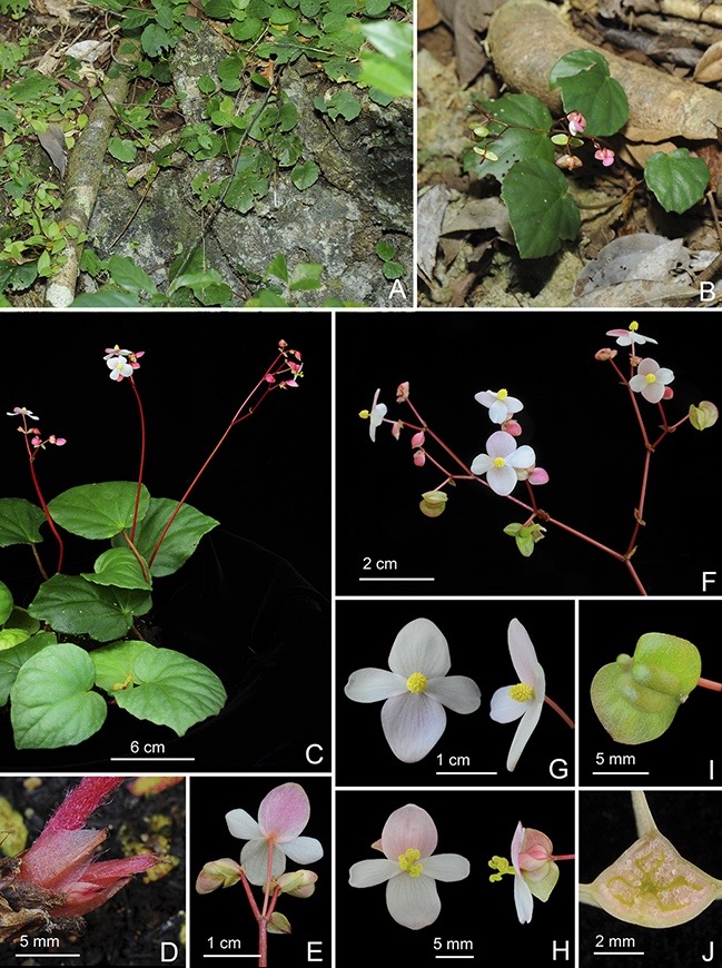 B. tabonensis